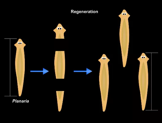 Регенерация плоских червей 7 класс. Регенерации планарий тип регенерации. Регенерация плоских червей 7 класс. Регенерации планарий тип регенерации. Фрагментация планарии размножение.