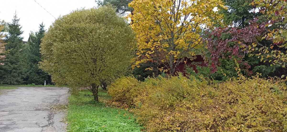 Осень... Ты на грусть мою похожа, осень... 