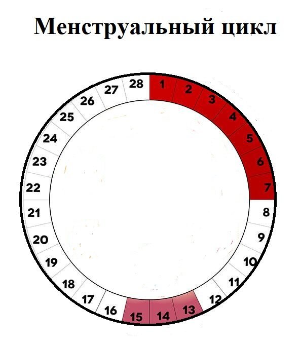 Фазы менструационного цикла