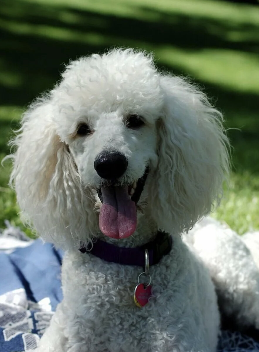 Гипоалергенные породы: Пудель