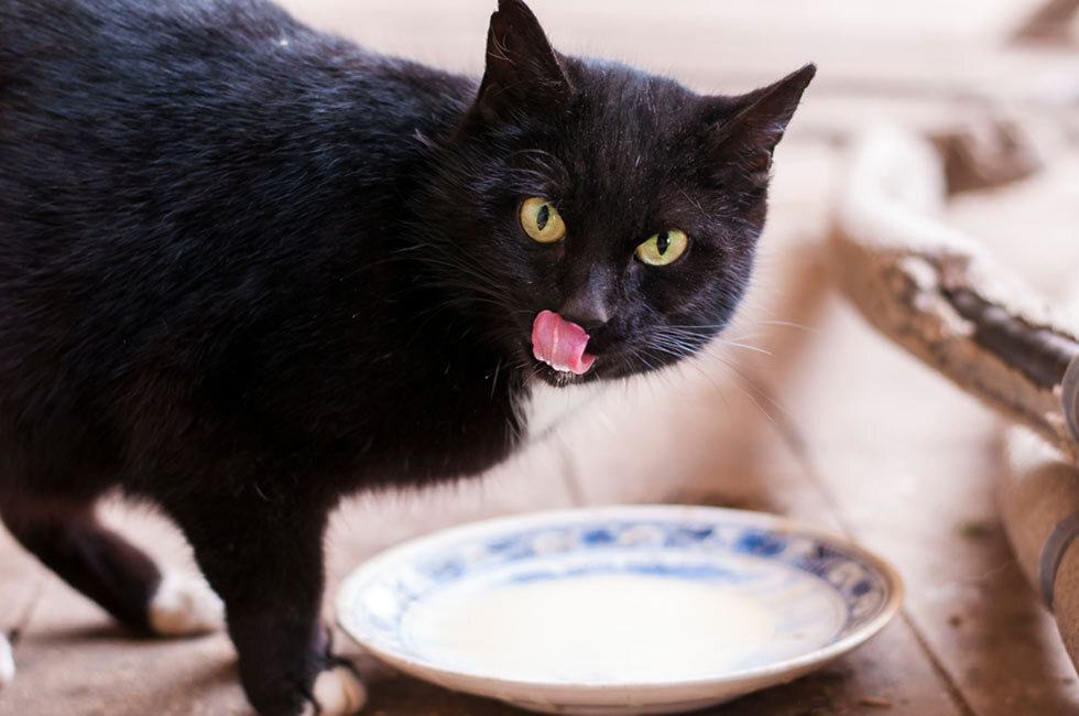 Почему котам нельзя молоко и чем оно опасно для взрослых котов?