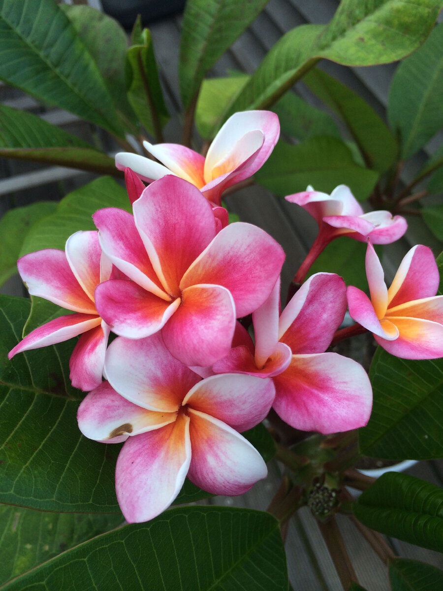 Плюмерия в цвету. Фото из интернета