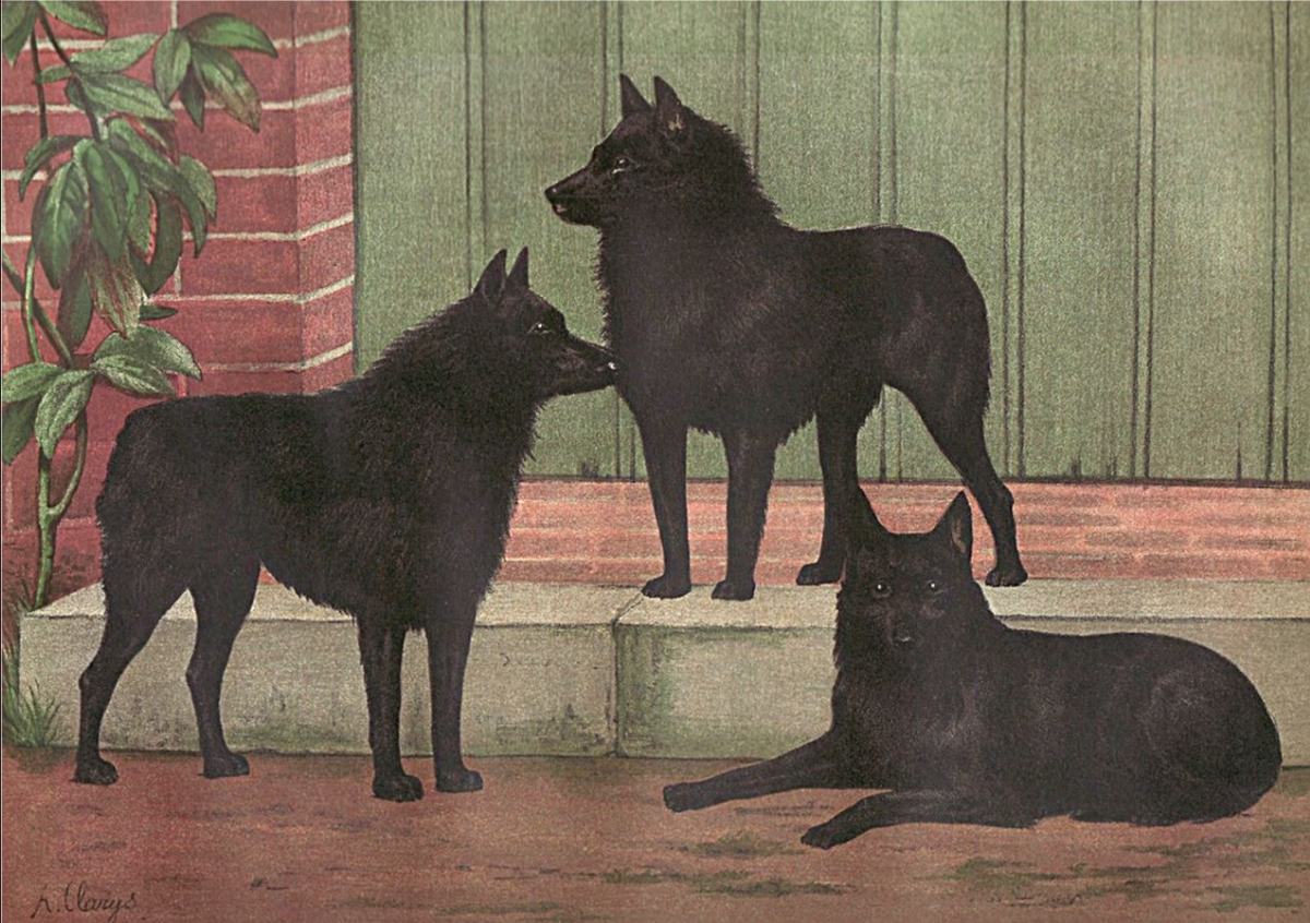 фото: Chromolithographie d’Alexandre Clarys (Chasse et Pêche, août 1895)