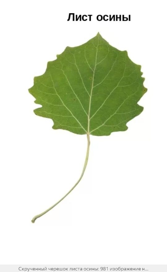 Почему осиновые листья дрожат