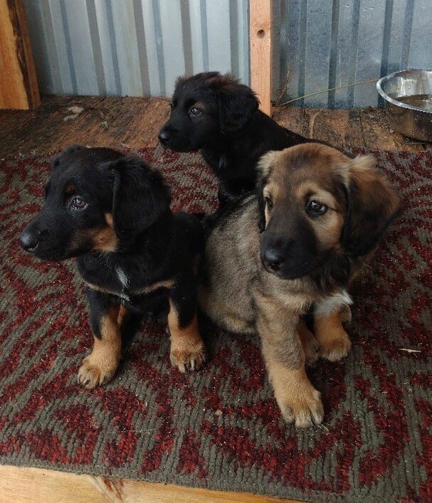 Посерединке