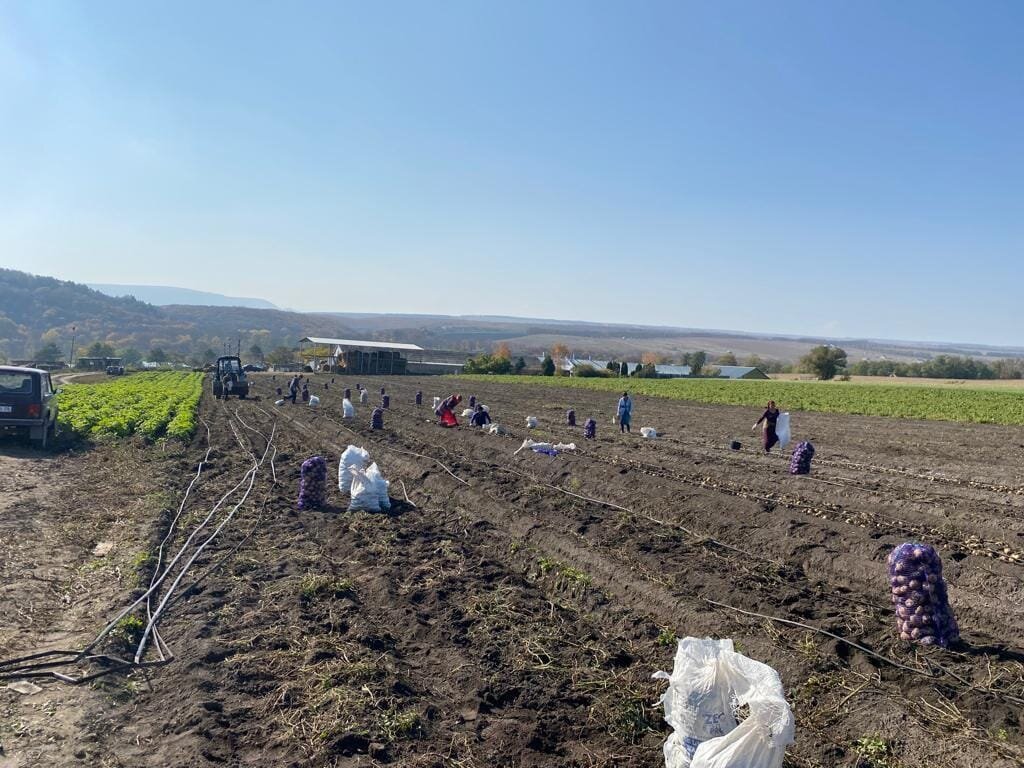 поздняя копка картофеля