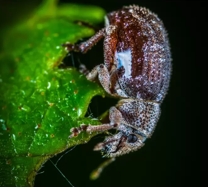 https://www.pexels.com/photo/macro-photo-of-brown-june-beetle-on-green-leaf-760259/