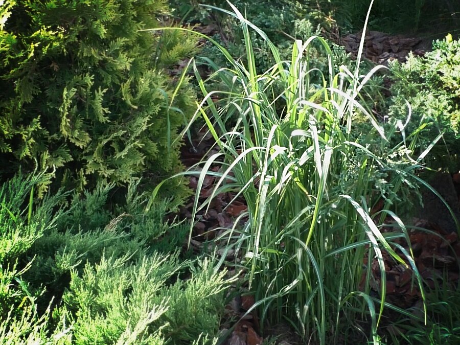 Середина июня