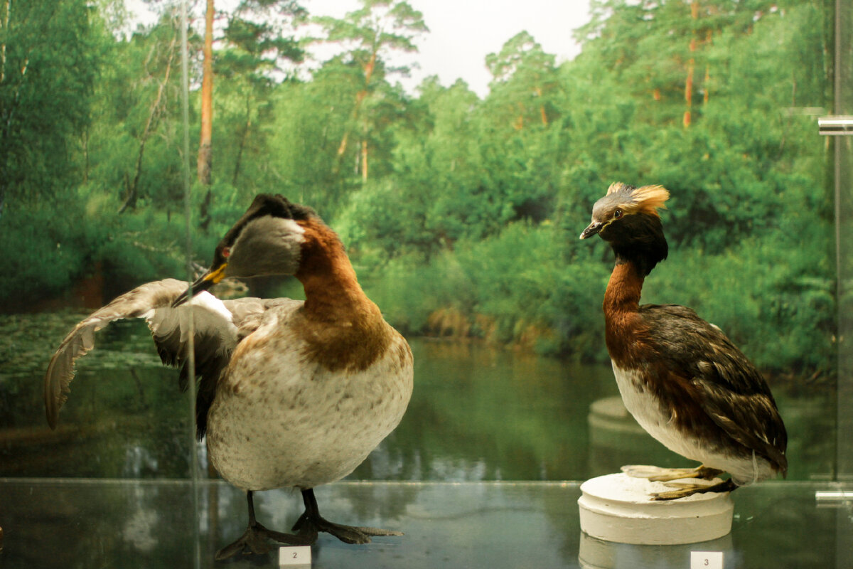 «Обитатели водоемов»
