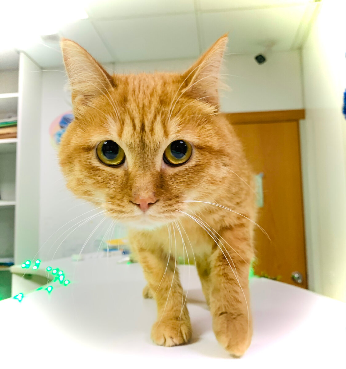 Хаку передаёт вам огромный привет 