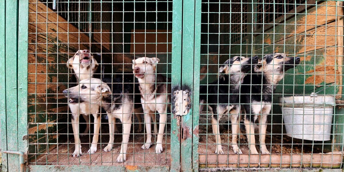 Глава Приморья заботится о бездомных четвероногих друзьях нашего края