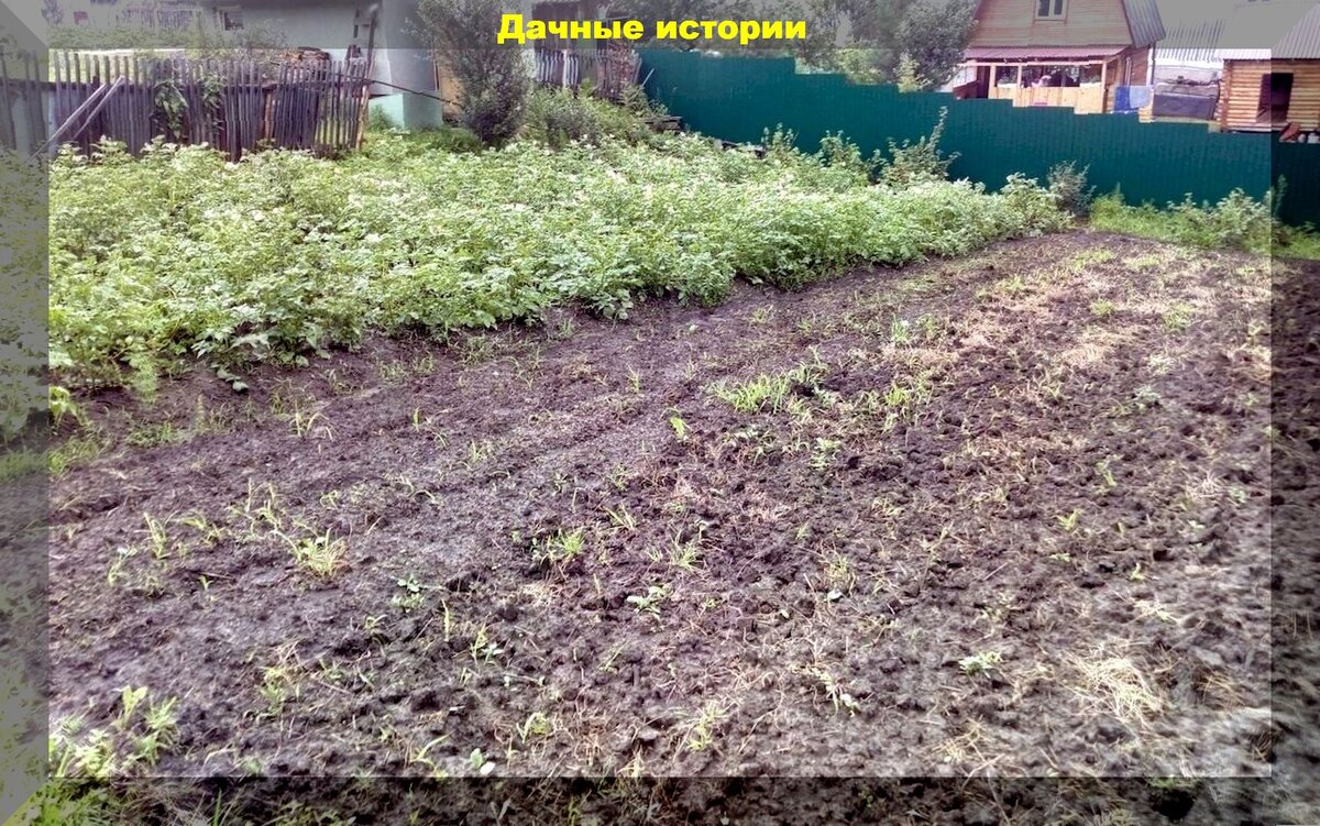 Видеть во сне грядку