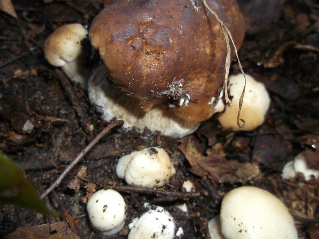 СОСЧИТАЙТЕ,если получится! Фото автора.