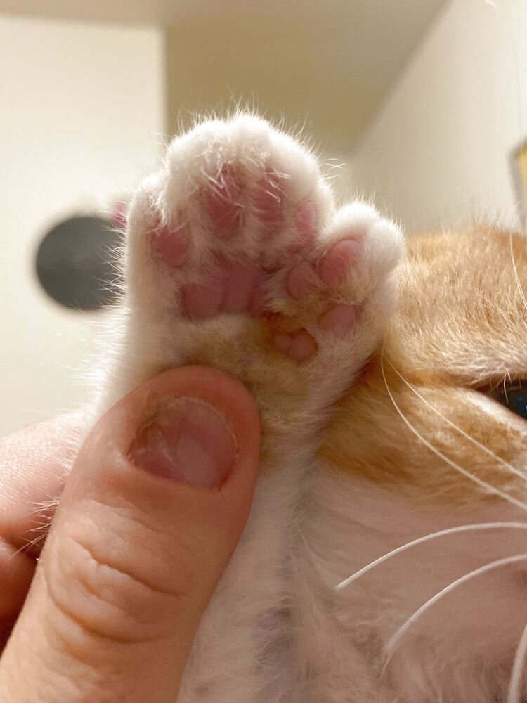Источник: https://www.reddit.com/r/mildlyinteresting/comments/to4bvh/my_cat_has_26_toes_18_is_normal_28_is_wr