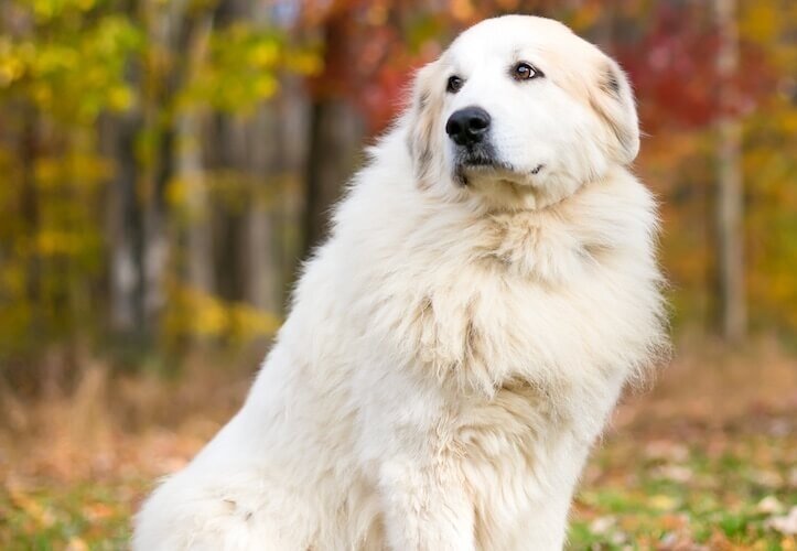 Большой пиренейский пёс (Фото: https://www.allthingsdogs.com/great-pyrenees/)