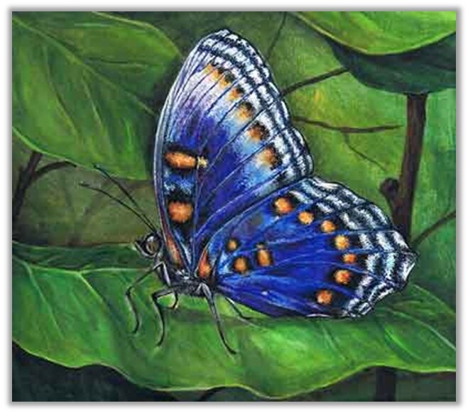 Бабочки живопись. Бабочка красками. Бабочка акрилом. Бабочка акриловыми красками. Мир бабочек рисунок