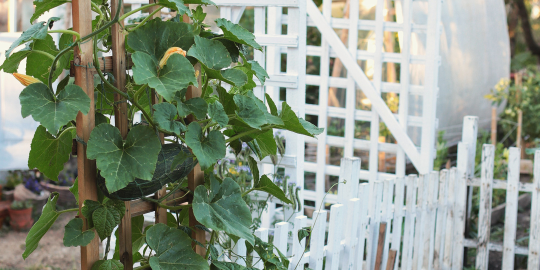 Мой огородик. Начало июля. Что выросло, что нет.