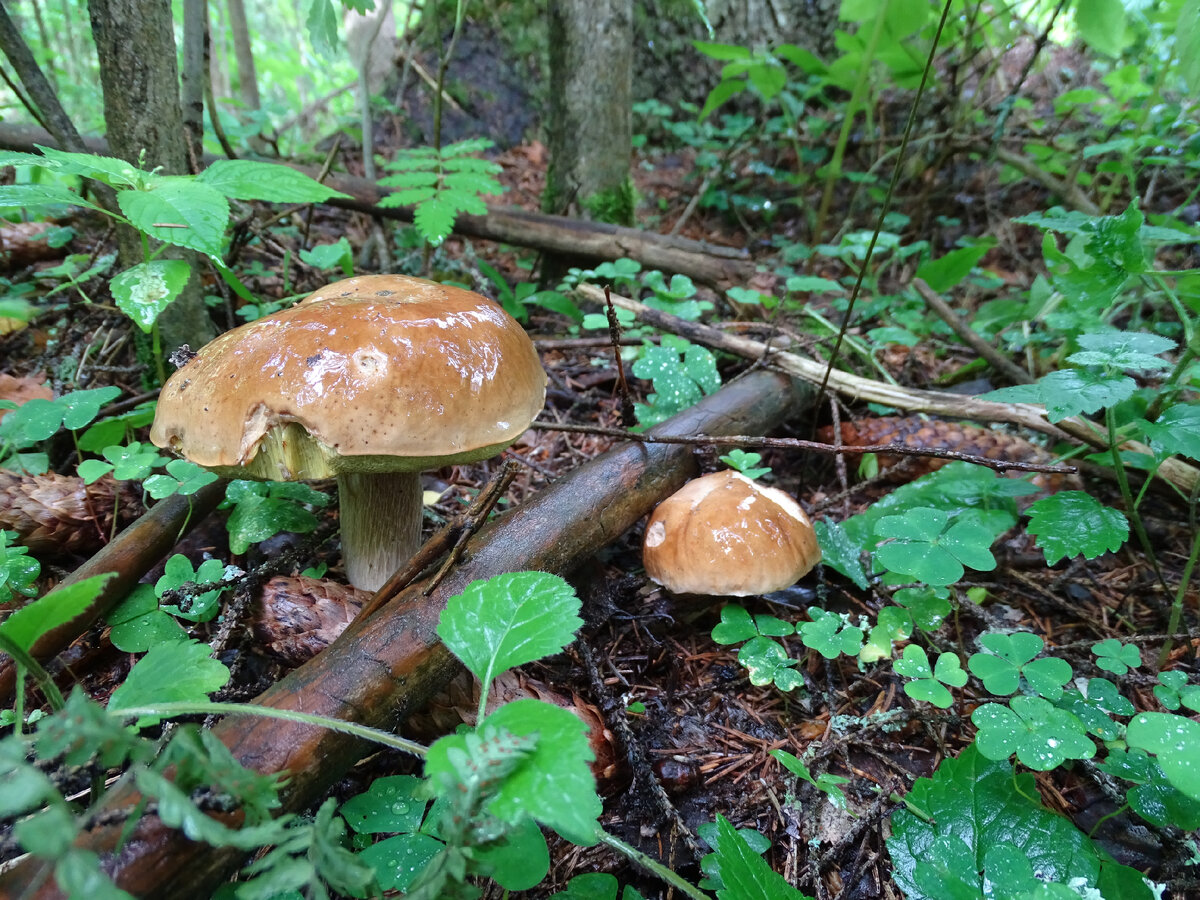 Желто зеленые грибы в ельнике