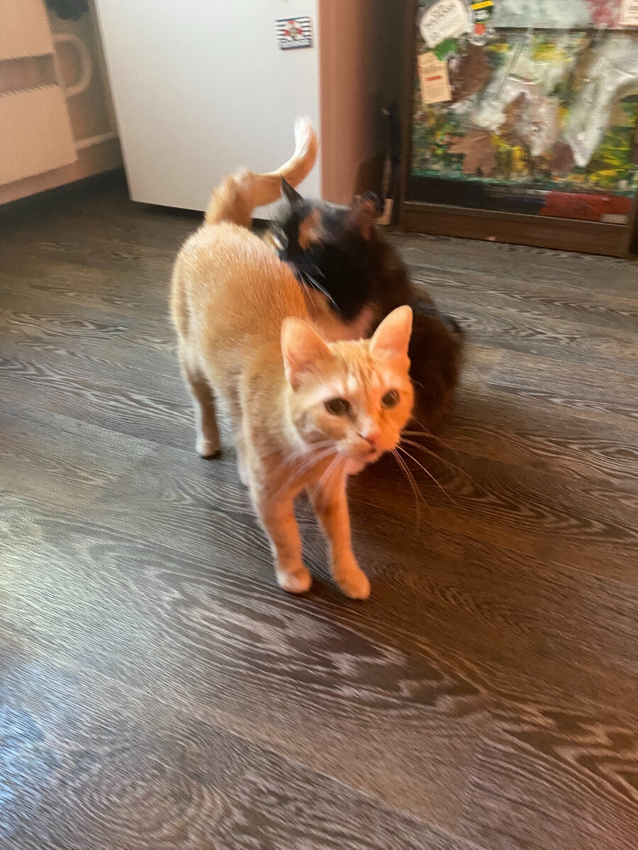 Котики мои