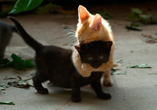 Любить так, чтобы не было возможности передохнуть - Луна в Скорпионе