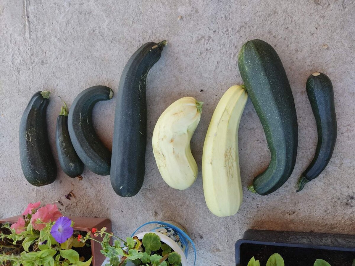 ����� ����� �������� ��������. � ���� �������� �����