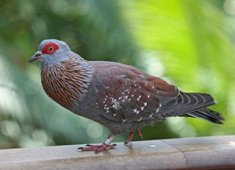 Крапчатый голубь (Columba guinea).