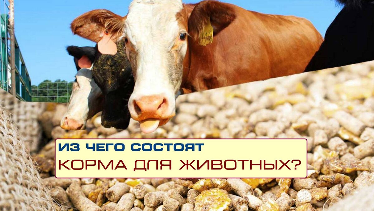 А вы знаете из чего состоят корма для животных и птиц в сельском хозяйстве?  | ФАВОР | Дзен