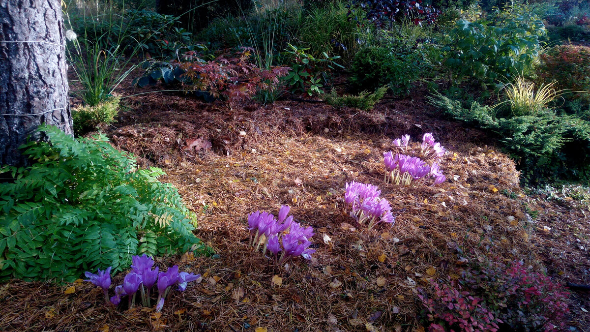 5 октября 2019 в нашем саду