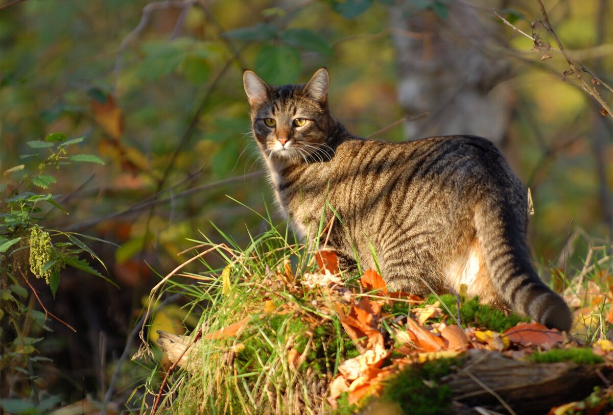 Почему коты уходят умирать | Petshop Journal | Дзен