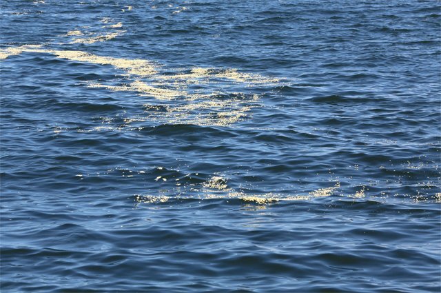    Что известно о загрязнении Черного моря в районе морского порта Сочи?