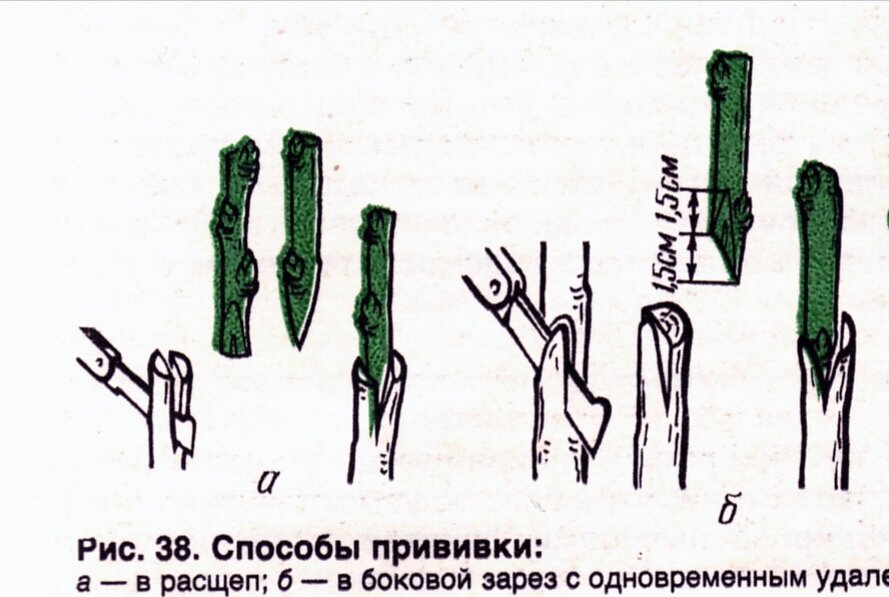 Фото из открытых источников 