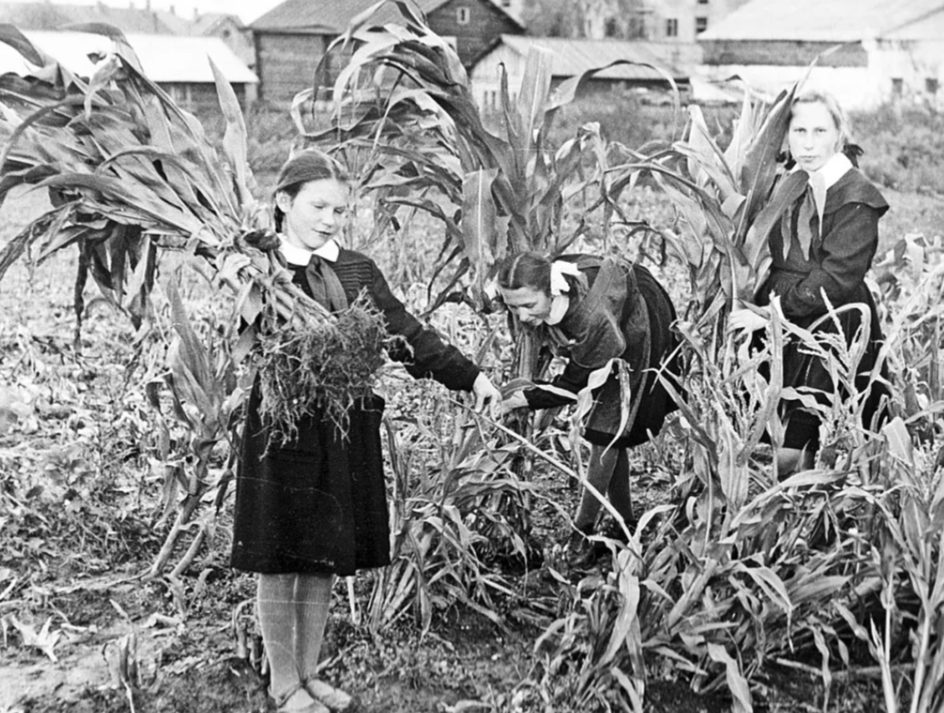 Пионеры юннаты. Пионеры собирают урожай. Сбор кукурузы в СССР. Дети в годы войны собирают урожай. Сельское хозяйство в послевоенное время