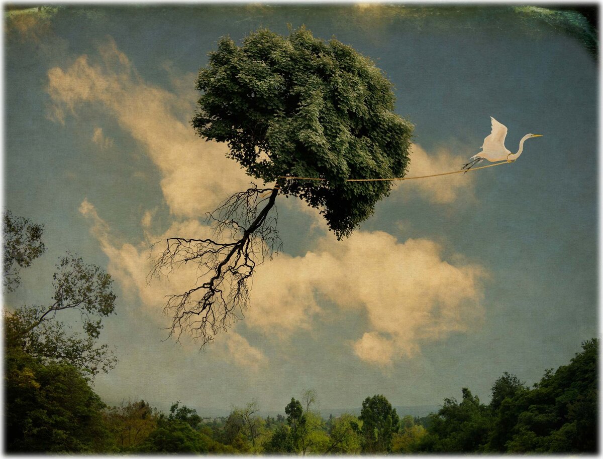 © Корин Гиртсен (Corinne Geertsen). Птица-заемщик