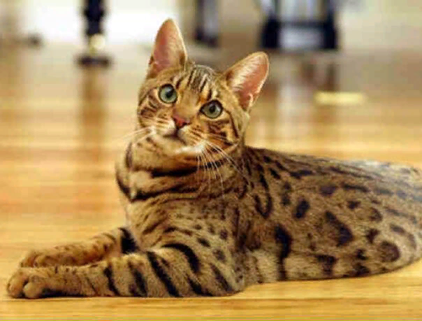 😻Бенгальская кошка: миниатюрный леопард в вашем доме (подробное описание и  20 шикарных фоточек) | Нос, хвост, лапы | Дзен