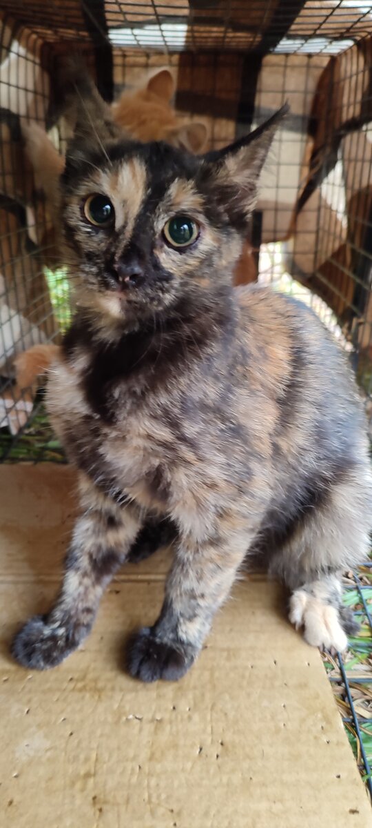 вот так голодные малыши зашли в кошколовку