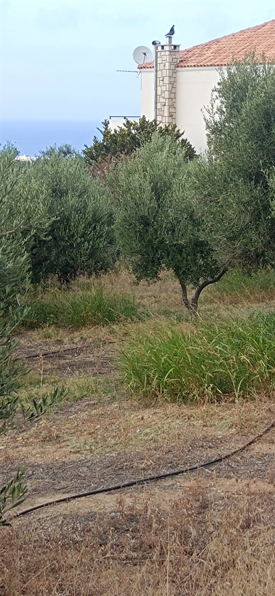 От колонки к деревьям расходятся шланги (фото автора)