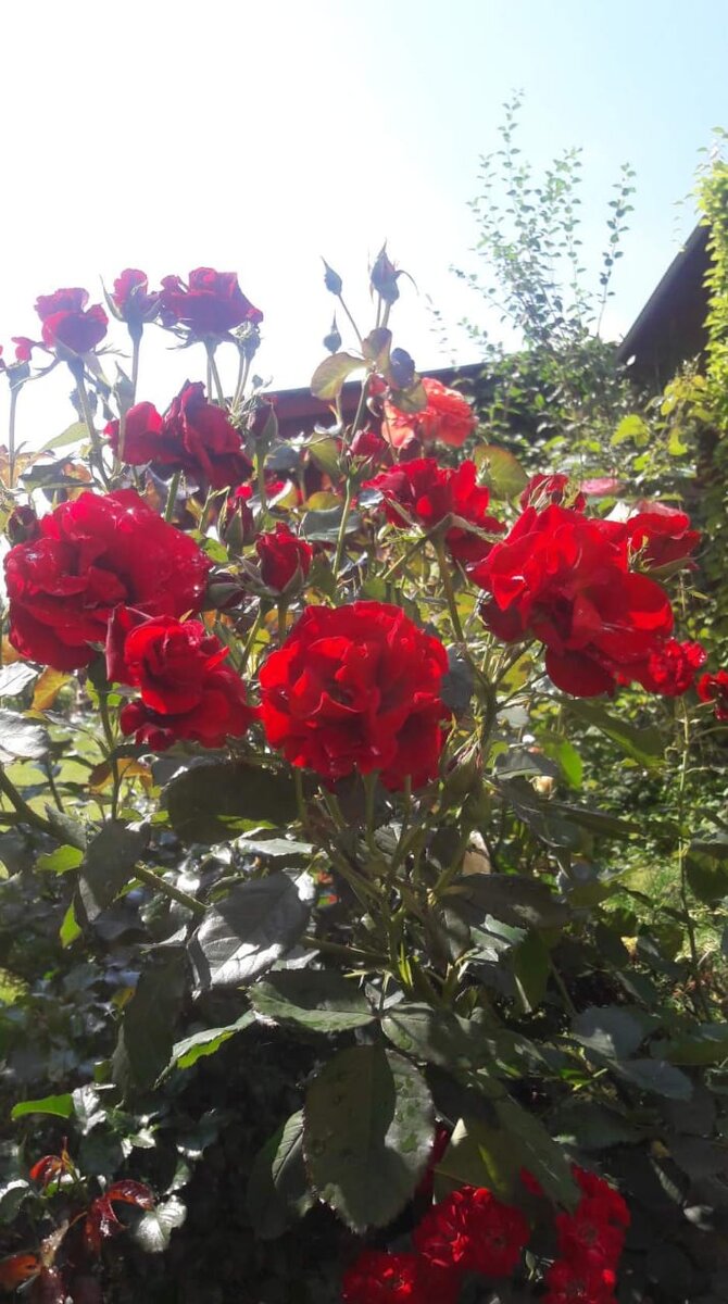 Флорибунда Г.Х. Андерсен