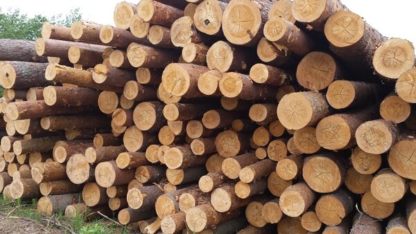 Стволы сосен