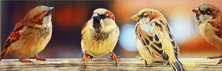 Почему в Москве пропали воробьи