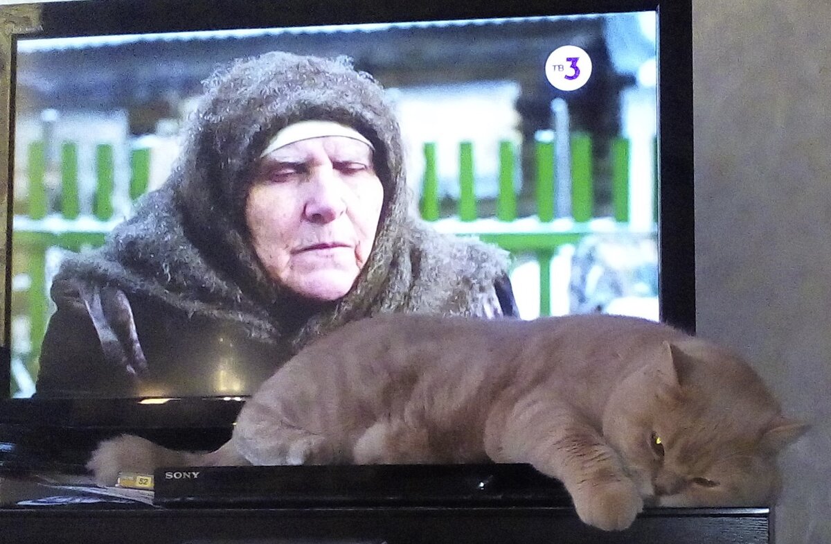 Мой милый котик Тоша всегда помогает смотреть телевизор и аккуратно записывать все приметы в тетрадку! 
