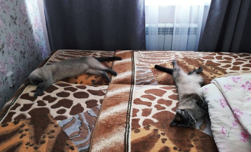Котики обормотики 