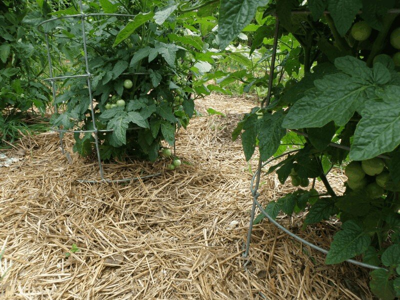 Источник фото: http://beautifulgarden.ru/mulchirovanie-tomatov/