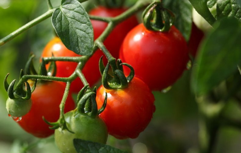   Вырастить не просто урожай, а по настоящему, большой урожай помидор, это мечта большинства огородников. Сегодня поговорим об основных моментах, а не допустить жирования томатов. 1. Грунт.