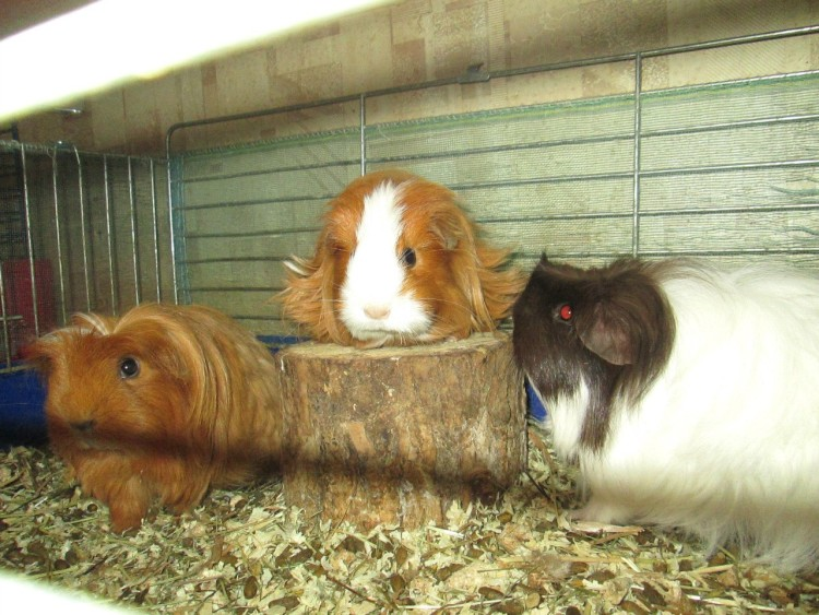 Фото: vk.com/krisolina