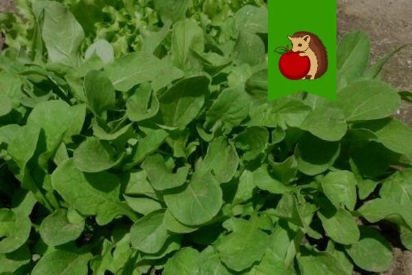 Фото: http://600sovetov.ru/wp-content/uploads/2018/05/14.jpg