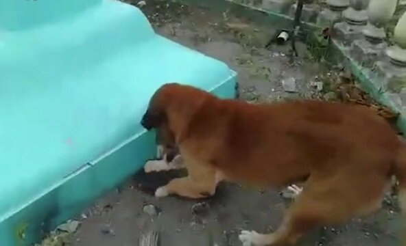 Роет могилку.