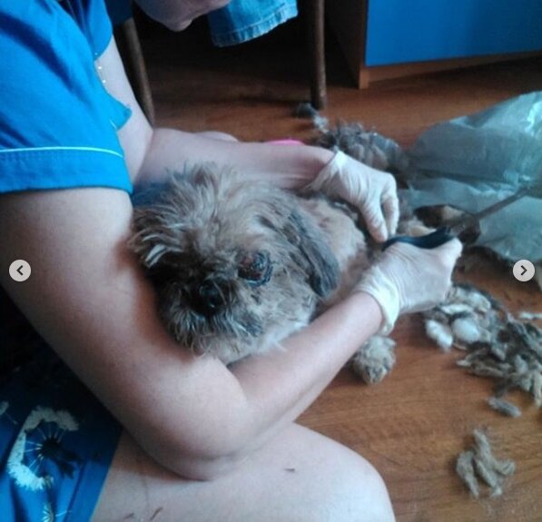 Стрижка нашего четвероногого друга