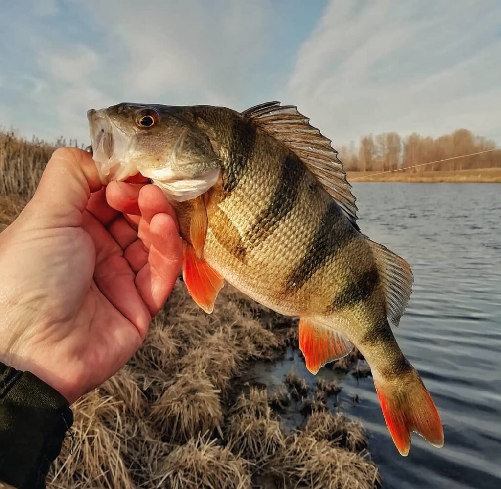 Первый шаг в спиннинг - статья от Fishing Mania