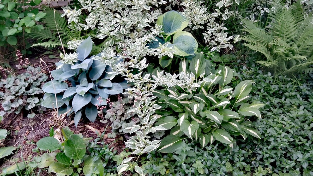 Подрезка хосты. Хоста под смородиной. Надо ли обрезать хосту на зиму. Хосты после зимы. Надо ли обрезать хосту на зиму.