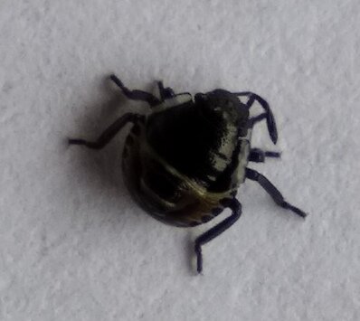 Кучка вот таких жуков сидела на моих перцах. Делала фото и искала в Интернет, что за зверь такой.